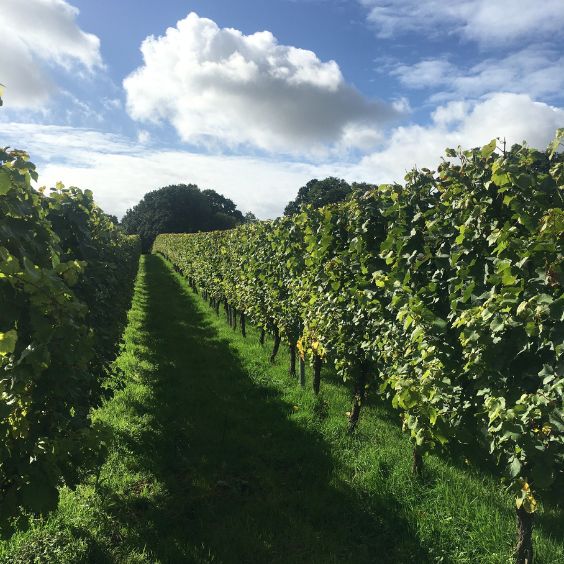 Vines at the award-winning Dorset vineyard