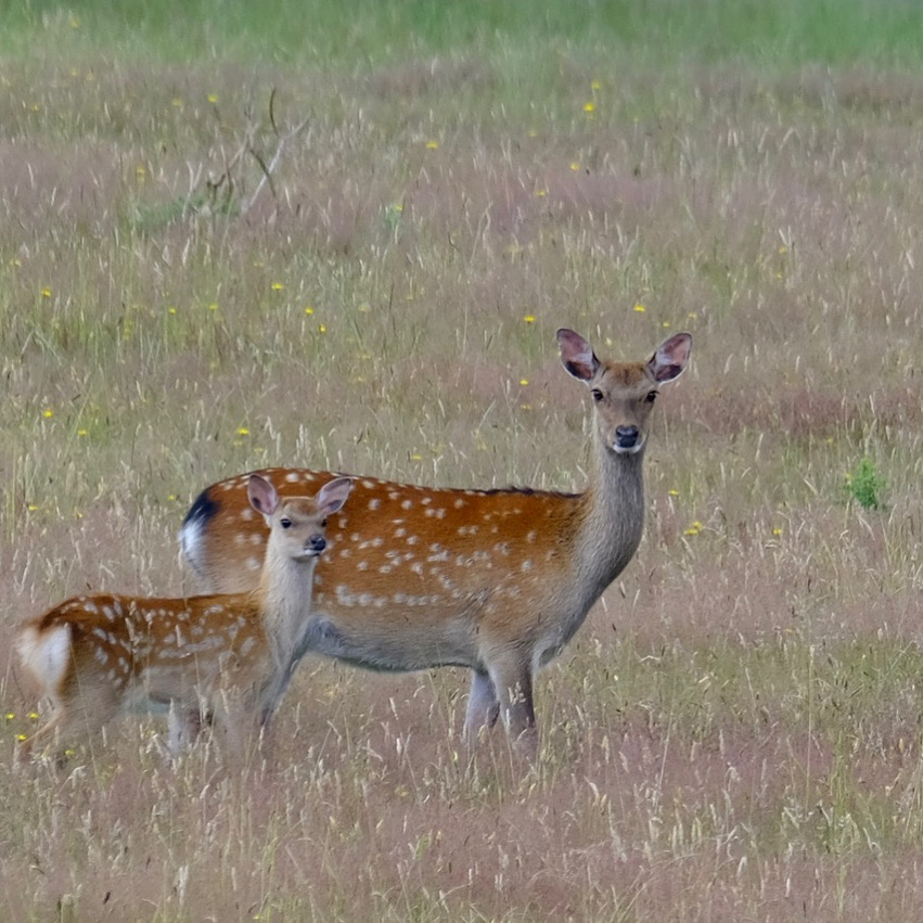Sika Deer at RSPB Arne near our bed and breakfast Dorset