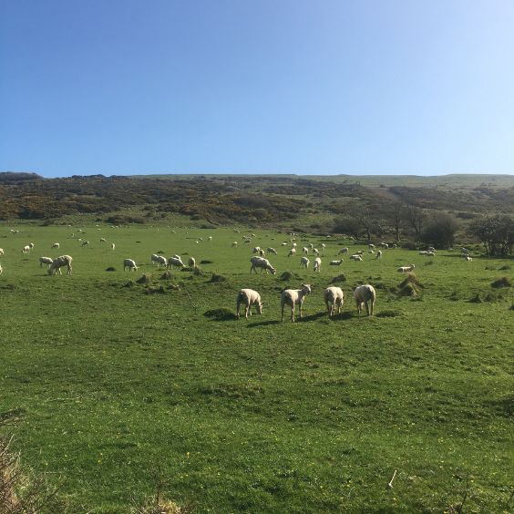 Countryside at the deserted village of Tyneham