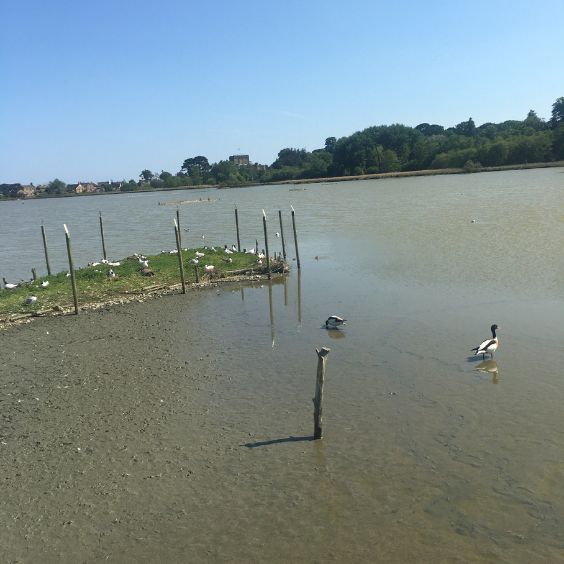 The lagoon at Brownsea Island, owned by the National Trust