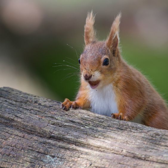 Red Squirrel on Brownsea Island