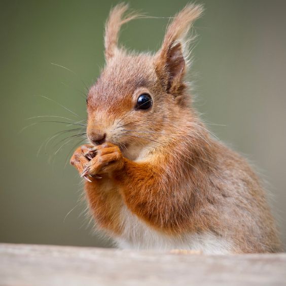 Red squirrel at Brownsea Island, owned by the National Trust