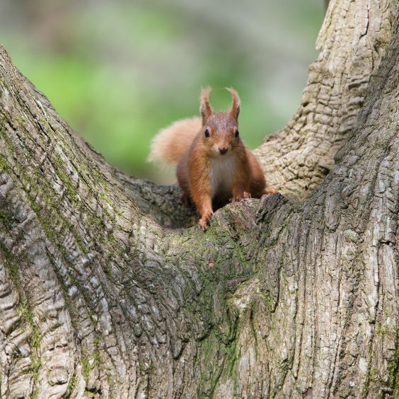 Red squirrel at Brownsea Island, owned by the National Trust