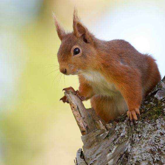 Red squirrel at Brownsea Island, owned by the National Trust