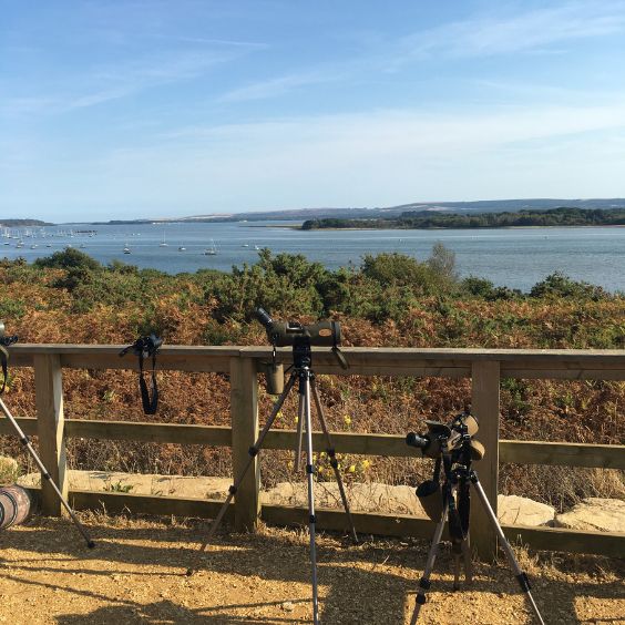Pop up event at Ham Common with Birds of Poole Harbour