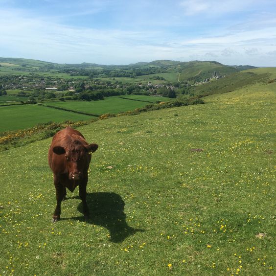 Purbeck countryside aboard a 4x4 tour with Purbeck Safari