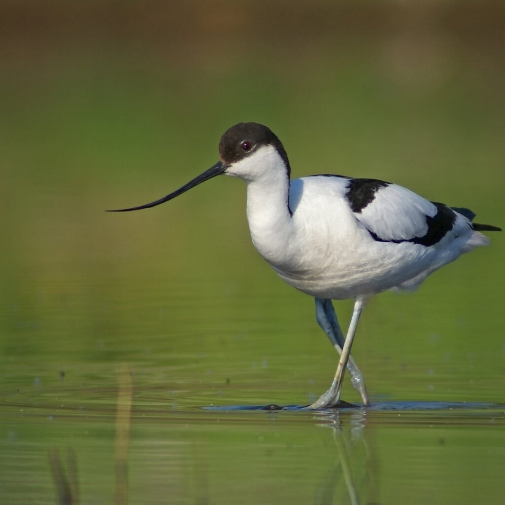 The beautiful Avocet at RSPB Arne near our bed and breakfast Arne