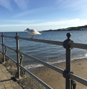 Seagull on Swanage Pier