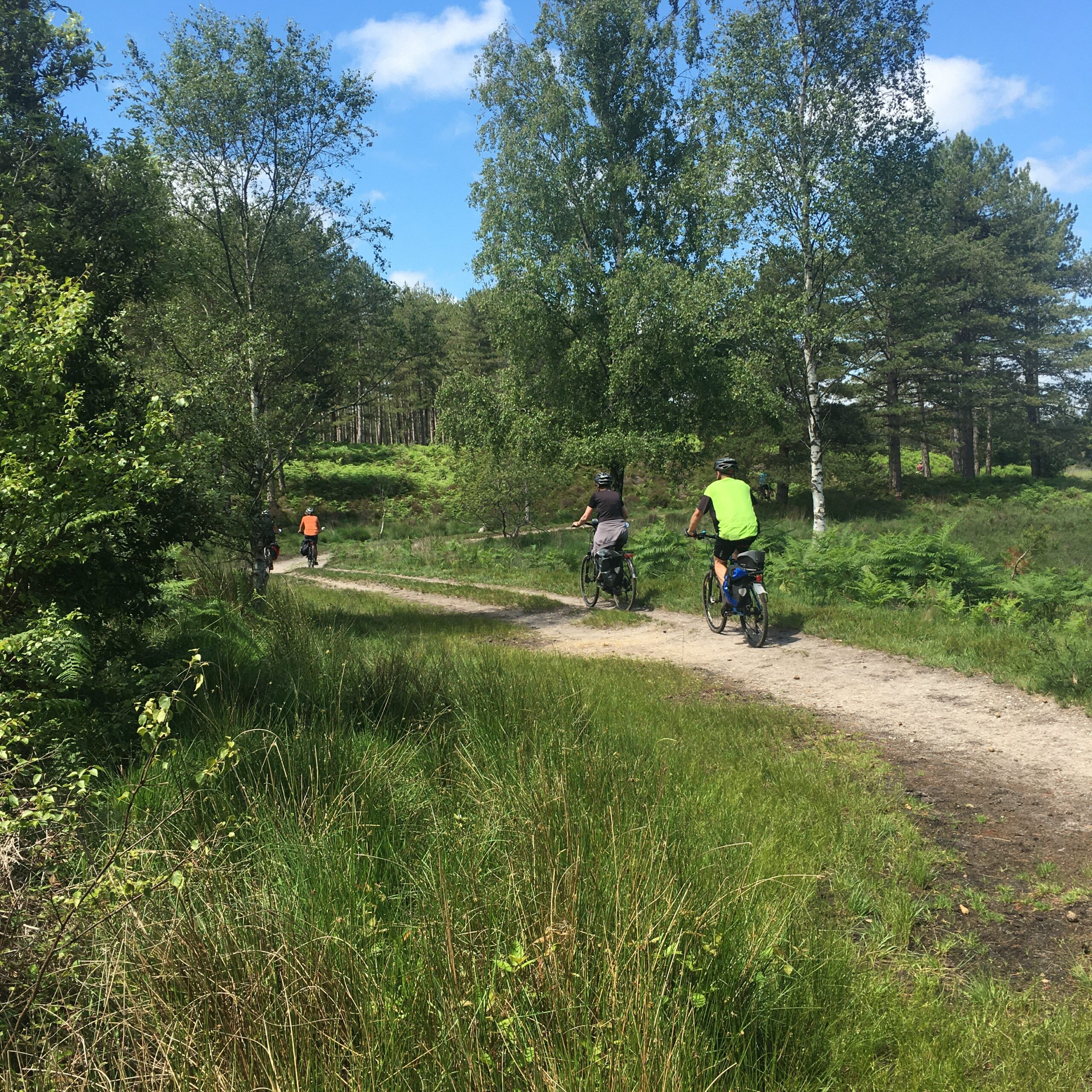 Winding path through Wareham Forest, part of our 3 Walks from our Wareham B&B