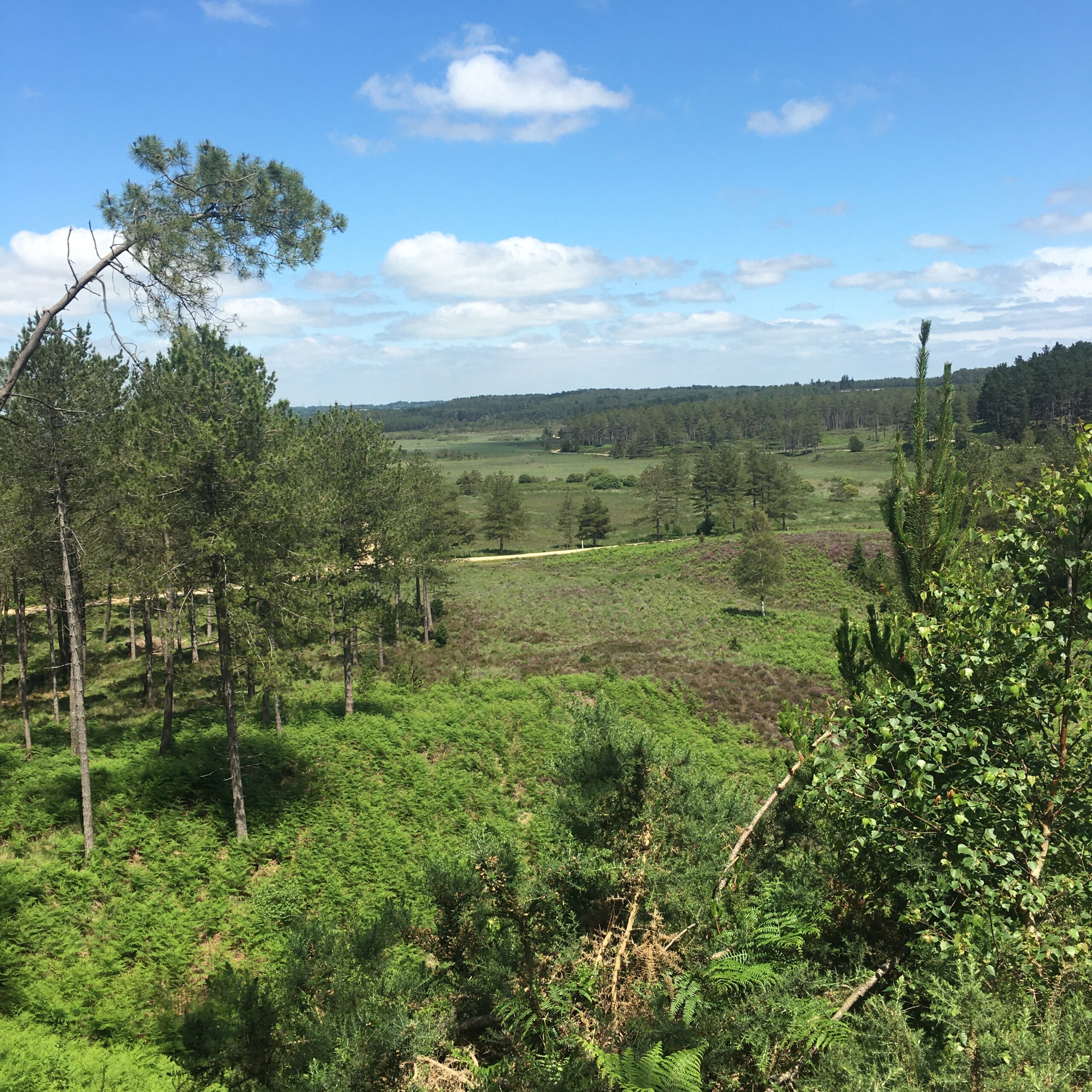 At the viewpoint in Wareham Forest, part of our 3 Walks from our Wareham B&B