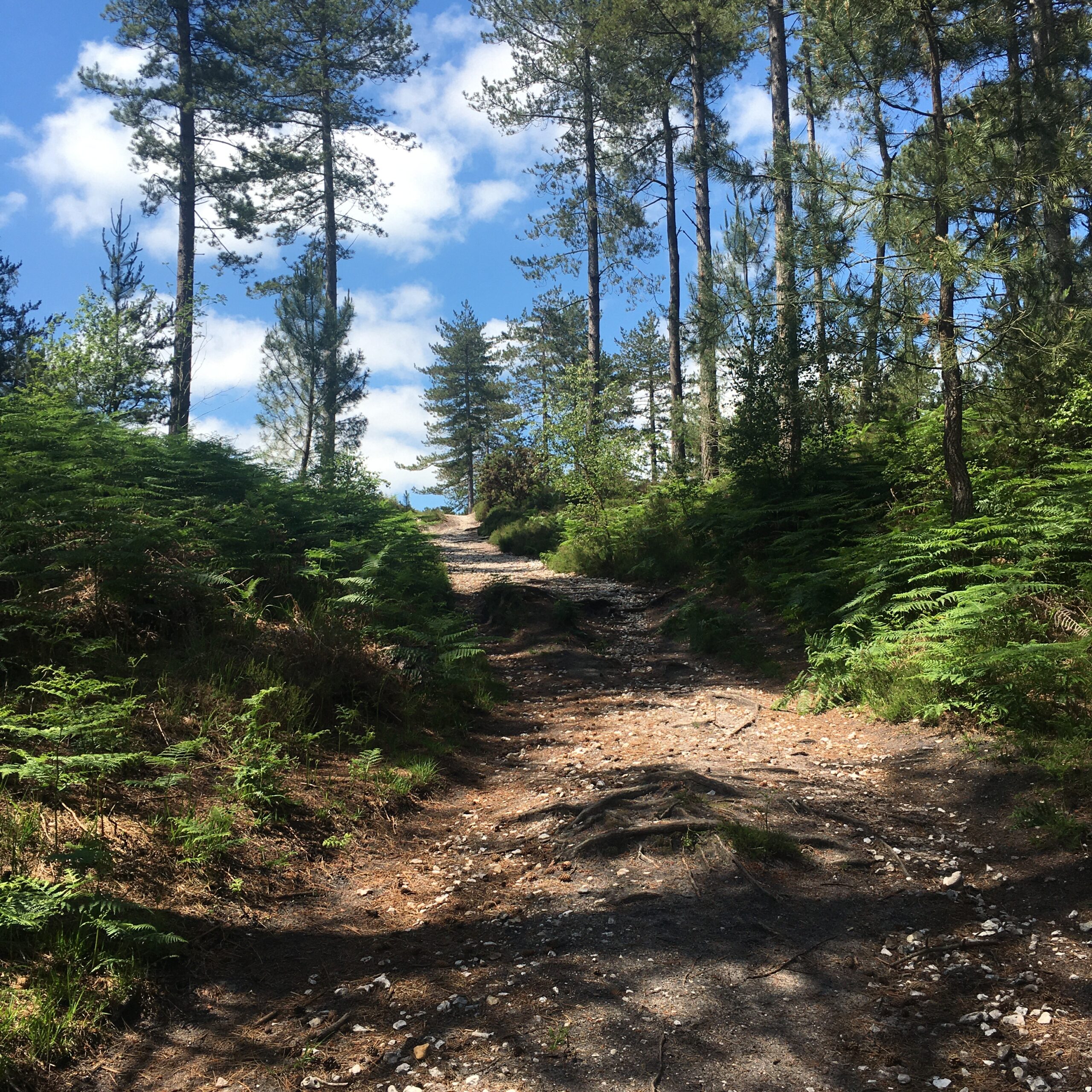 The path up to the Wareham Forest viewpoint, part of the 3 Walks from our Wareham B&B